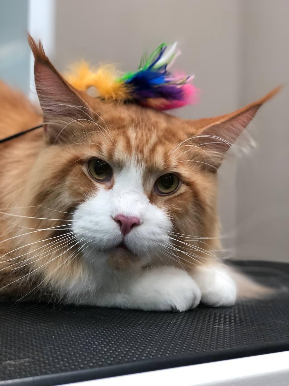 Профессионализм